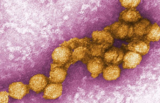 Diseases: West Nile Virus: Almost 200 people infected...