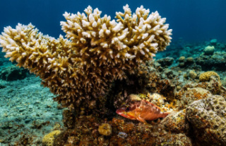Thanks to a species of coral: Australia reports recovery...