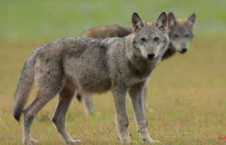 Hesse: Five wolf puppies detected in the Stölzinger...