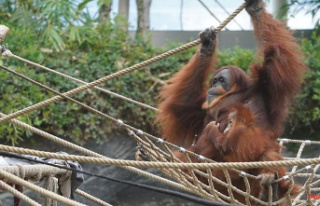 Saxony: New orangutan house will cost three million...