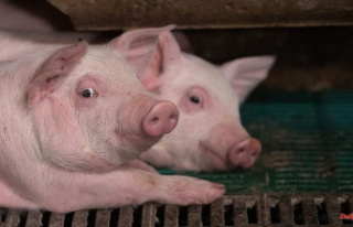 Baden-Württemberg: Pig farmers in the southwest fear...