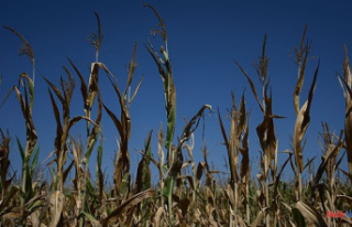 Historic drought and heat wave undermine French agriculture