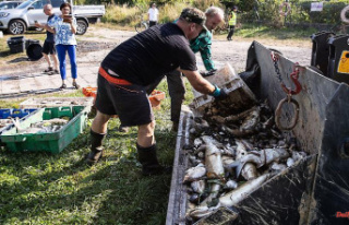 Devastating fish deaths: water samples in the Szczecin...