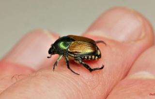 Baden-Württemberg: Female Japanese beetle caught...