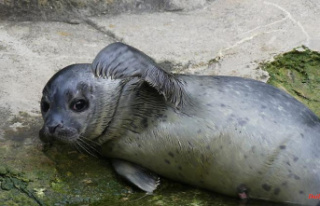 Hesse: offspring in the seals in the Frankfurt Zoo
