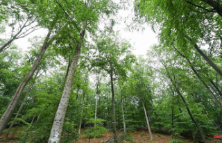 Saxony: Conversion should make forests safer against...