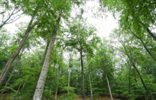 Forestry: Conversion should make forests safer against...