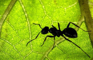 Animals: Where there are still new species of ants...