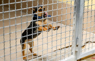 Admission stop for newcomers: Corona pets fill animal...