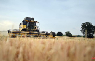 Saxony-Anhalt: Grain harvest slightly above forecast