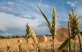 Food: Özdemir enables farmers to grow more wheat...