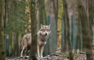 Saxony-Anhalt: So far no wolf hybrids in Saxony-Anhalt