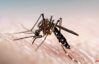 Protection and relief: What helps against mosquito...