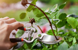 Green maintenance: cutting, fertilizing, planting:...
