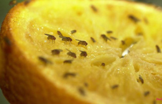 Plague in summer: How to get rid of annoying fruit...