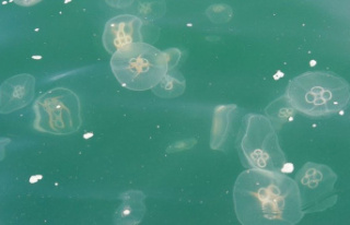 Animals: Heat wave does not affect current jellyfish...