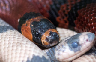 Animals: Invasive snake species causes concern