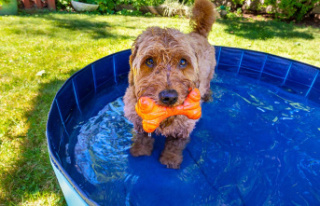 Bathing fun: cooling off for four-legged friends:...