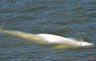 The beluga in the Seine continues not to feed