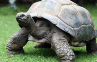 "External animal on the track": Giant tortoise...