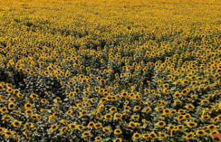 Mecklenburg-Western Pomerania: Sunflower cultivation...