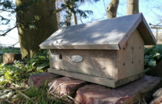 Conservation: Set up the bumblebee house: How to help...
