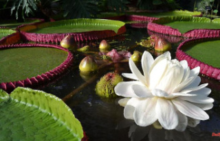 Saxony-Anhalt: giant water lilies could bloom on "Victoria...