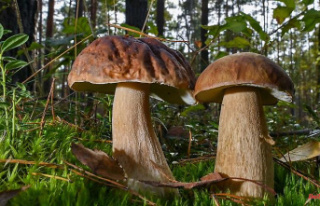 Hesse: Mushroom hunters can also find what they are...