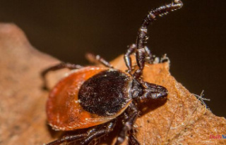 Ticks and Lyme disease: the reasons for the proliferation...