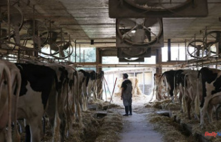 With the drought, milk producers face the risk of...