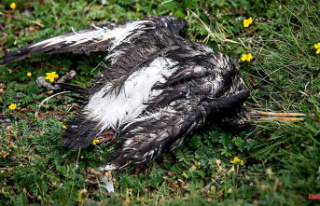 "Pandemic in wild birds": Avian flu threatens...