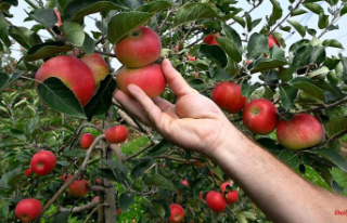 North Rhine-Westphalia: "Good apple harvest in...