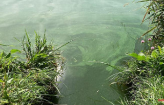 Bavaria: City warns against blue-green algae in Hofer...