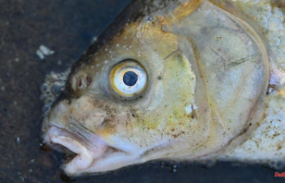 19 species of fish registered again: satellite data...