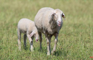 Bavaria: sheep farmers in need: little food and fear...