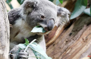 Saxony: Leipzig's first koala Oobi Ooobi died...