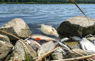 "Toxic algae killed Oder fish": Poland denies...