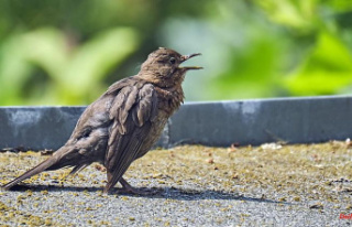 Study at Tegel Airport: Noise can change bird behavior...