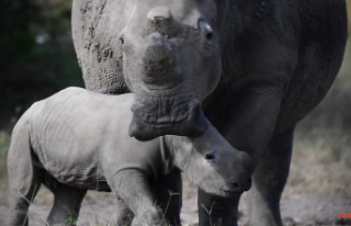 Extinction not averted: Rhino populations remain a...