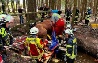 Baden-Württemberg: horse breaks into a wooden bridge:...