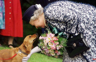 £2,500 for a Corgi: The Queen's favorite dogs...