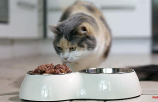 Bavaria: Police donate 60 kilos of cat food to an...