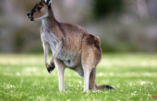 Pet attacks owner: First deadly kangaroo attack in...