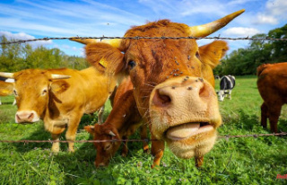 Does Green Livestock Work Miracles?: "We Need...