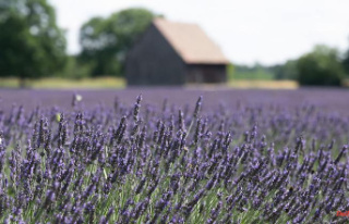 Saxony: Provence in the provinces: lavender cultivation...