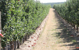 Saxony-Anhalt: Apple season: Farmers expect a poorer...