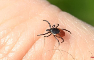 Thuringia: No tick summer: Less Lyme disease cases...