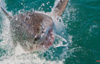 Beaches in the area closed: great white shark kills...