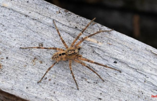 North Rhine-Westphalia: Nosferatu spider has long...