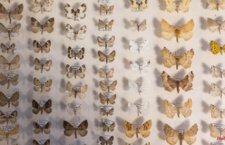 Baden-Württemberg: moths are starving because of...